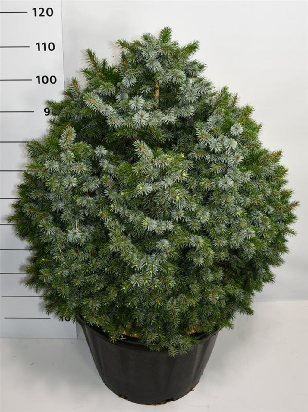 Picea sitchensis 'Tenas' - C65 70-80 CM